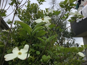 『花ミズキ』の画像