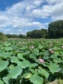 『蓮の花①』の画像