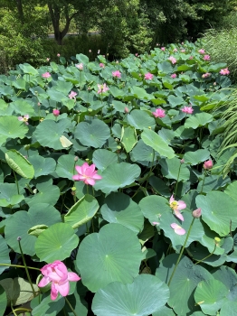 『蓮の花②』の画像